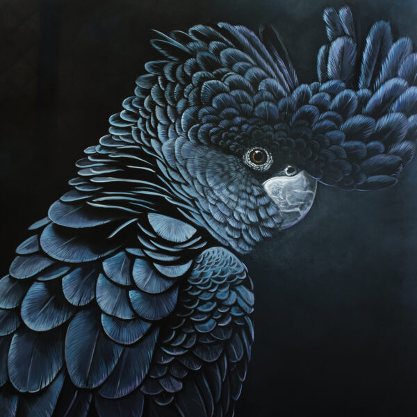 Winston - Red-tailed Black Cockatoo oil on canvas 152 x 110cm $4400AUD copy