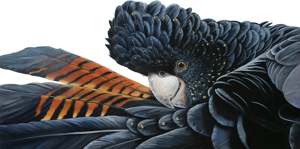 sliderRed-tailedBlackCockatoo_Florence_SM